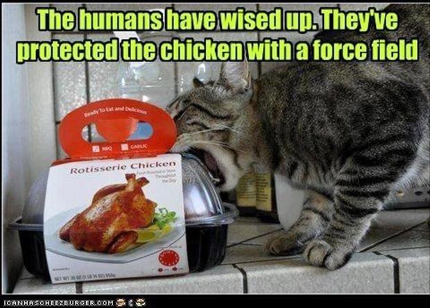 a-cat-eating-chicken