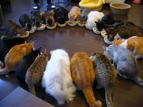 21-cats-having-lunch-cat-cats-kitten-kitty-pic-picture-funny-lolcat-cute-fun-lovely-photo-images