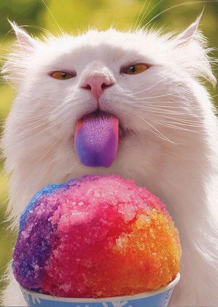 cat-eating-funny-icecream-funny-cat-pics-amazinganimalphotosdotcom