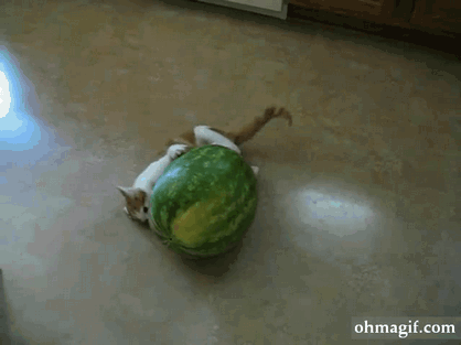 cat-attack-watermelon3