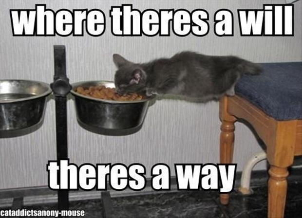 cat-eating-food-funny-pictures