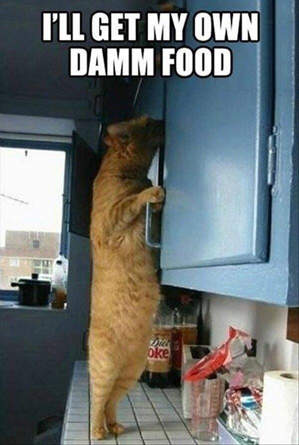 ill-get-my-own-damm-food-cat-funny-picture-meme-lawlz