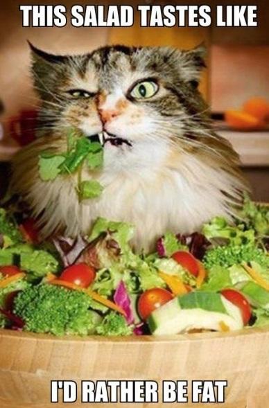 salad-cat-fat-food1