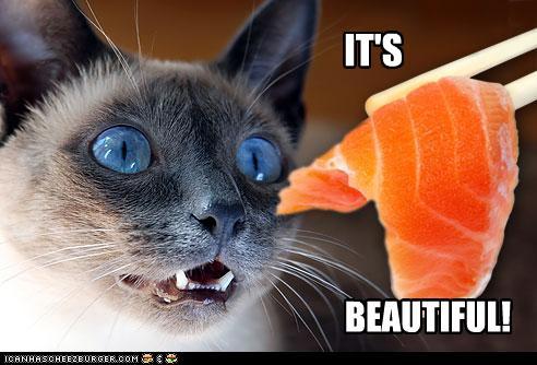 funny-pictures-cat-likes-salmon1