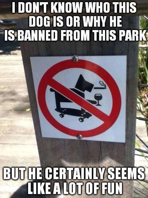 funny-signs-epic-dog