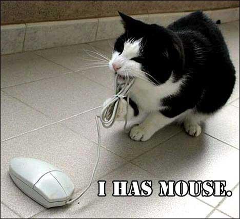 i-has-a-mouse