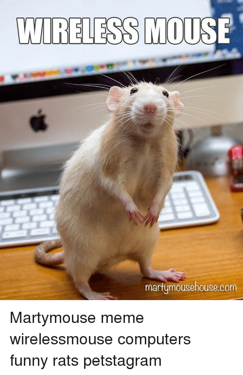 wireless-mouse-martymousehouse-com-martymouse-meme-wirelessmouse-computers-funny-rats-petstagram-13552726