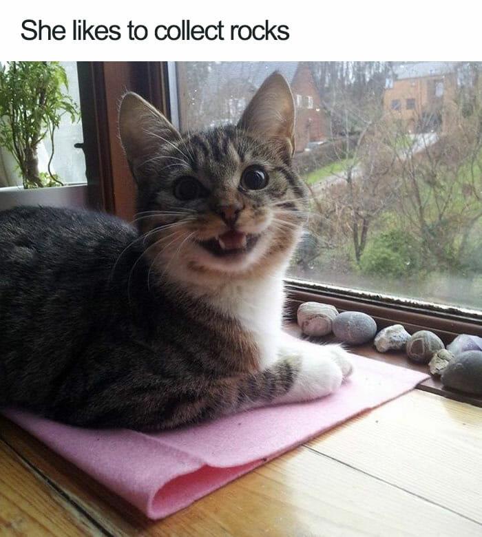 animal-memes-cat-collects-rocks