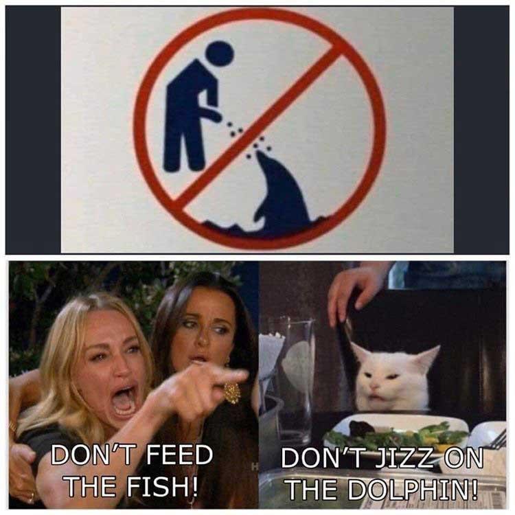 dont-feed-the-dolphins-woman-yelling-at-a-cat