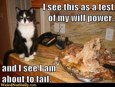 watch-the-fresh-funny-thanksgiving-cat-memes-of-funny-thanksgiving-cat-memes