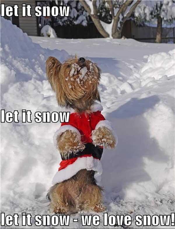 let-it-snow-we-love-snow-let-it-snow-meme