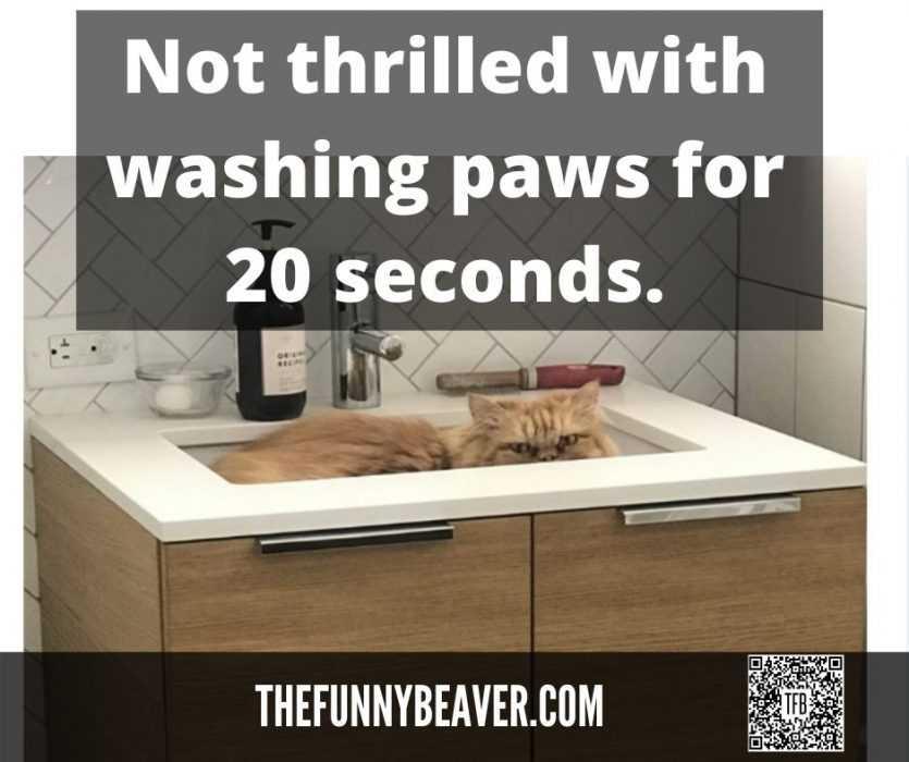 not-thrilled-with-20-sec-paw-wash