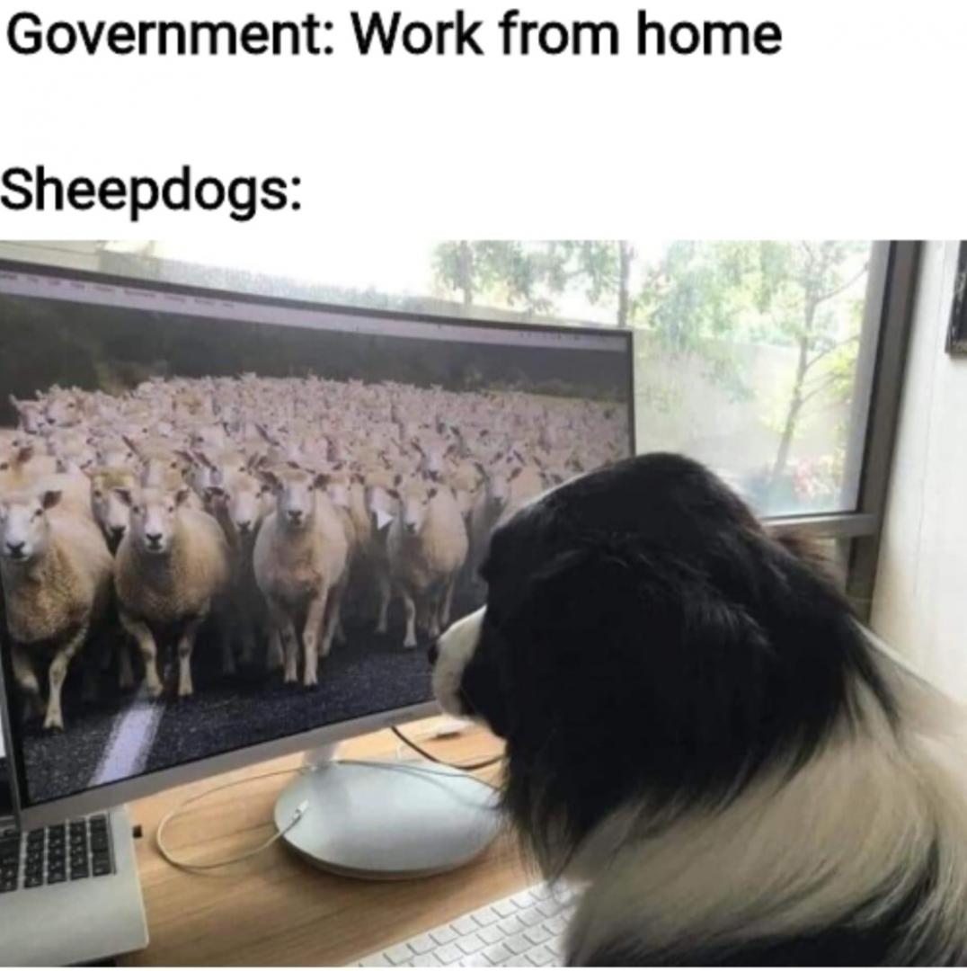 FunnyDogMemes-5-work-from-home