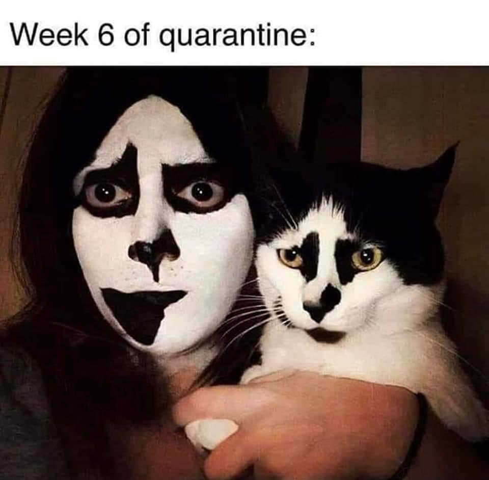 quarantine-cat-memes