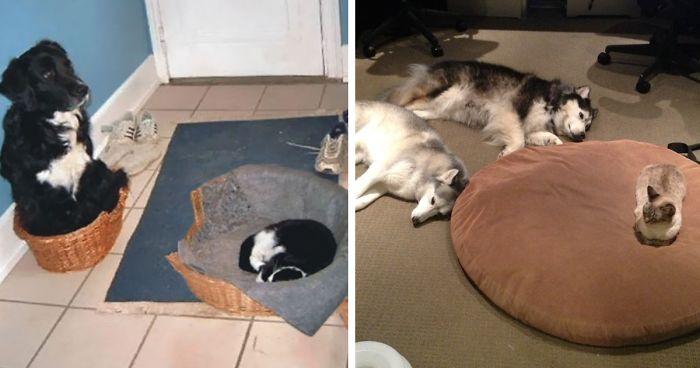 cats-stealing-dog-beds-fb10__700-png