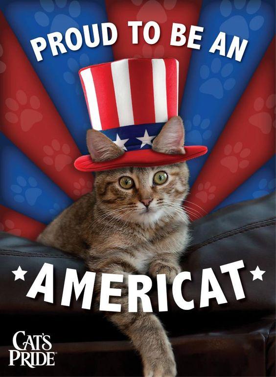 The-Cute-Little-Americat-4th-of-July-Cat-Meme