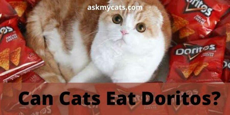 Can-Cats-Eat-Doritos-768x384