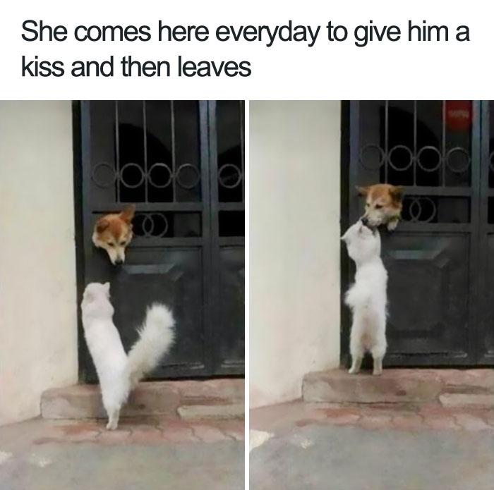 funny-wholesome-animal-memes-103