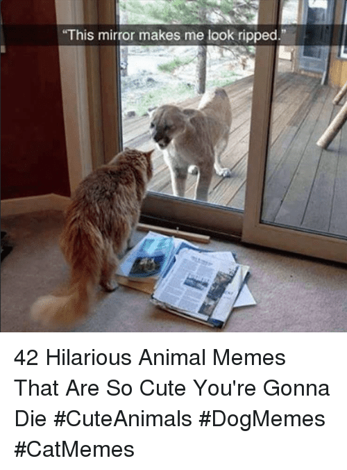this-mirror-makes-me-look-ripped-42-hilarious-animal-memes-36335961