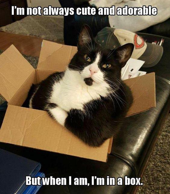 30-Hilarious-Cat-Memes-20-Cat-Memes-Funny-Pictures