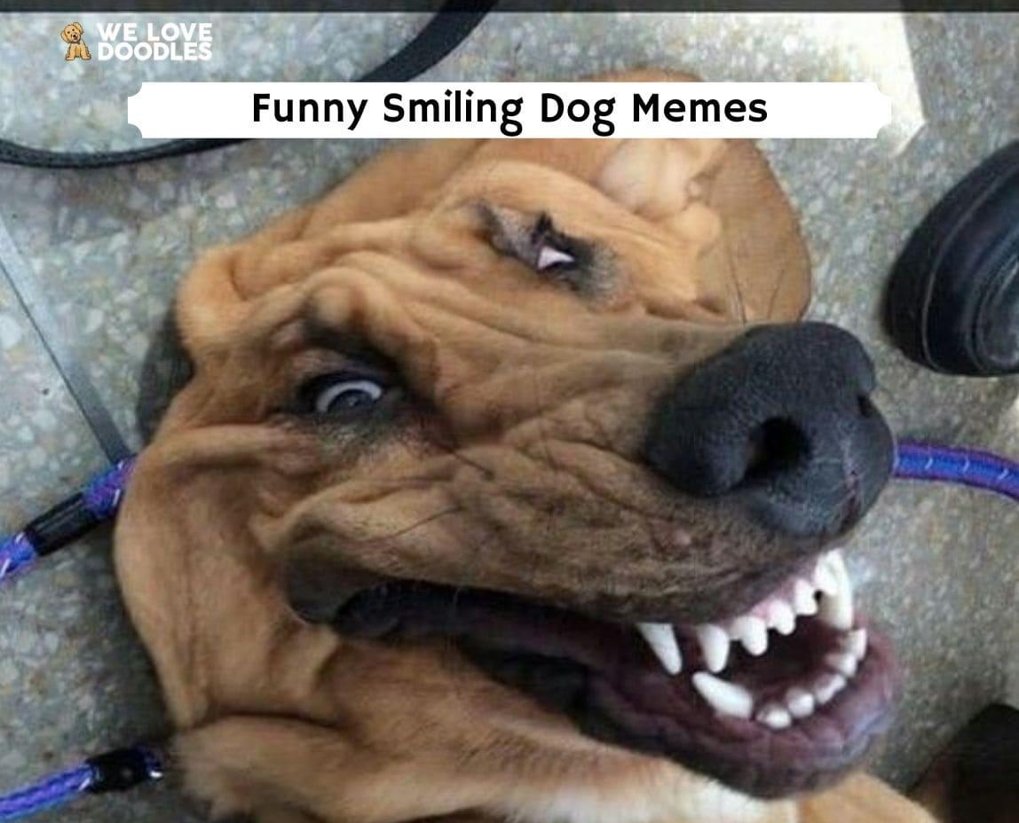 Smiling-Dog-Memes