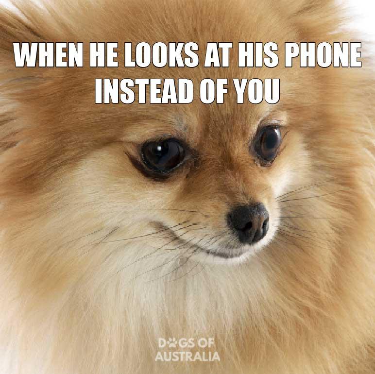 Pomeranian-dog-meme
