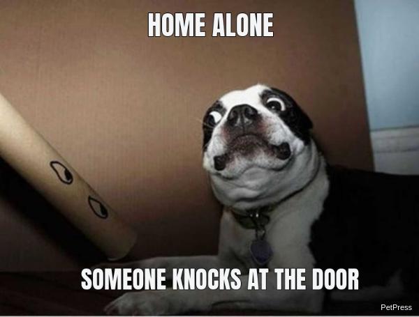 scared-dog-of-being-alone-meme-148358-1