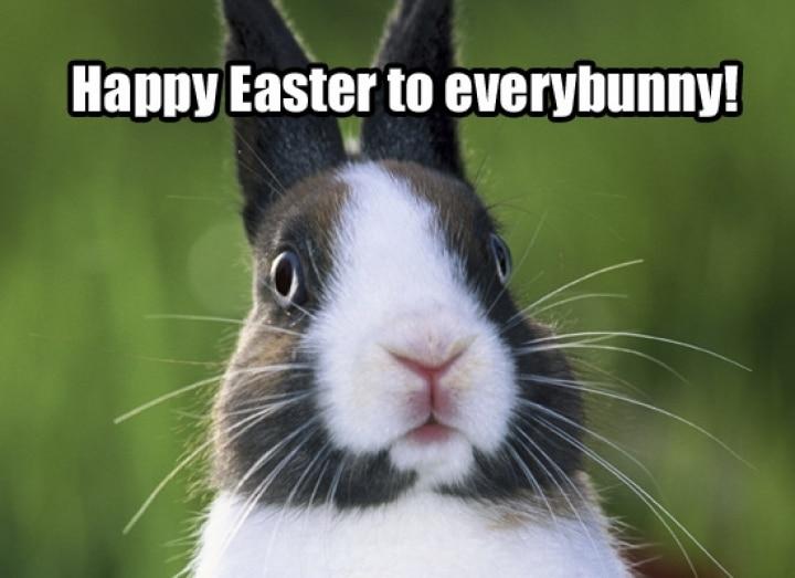 Easter-Memes-Wallpaper