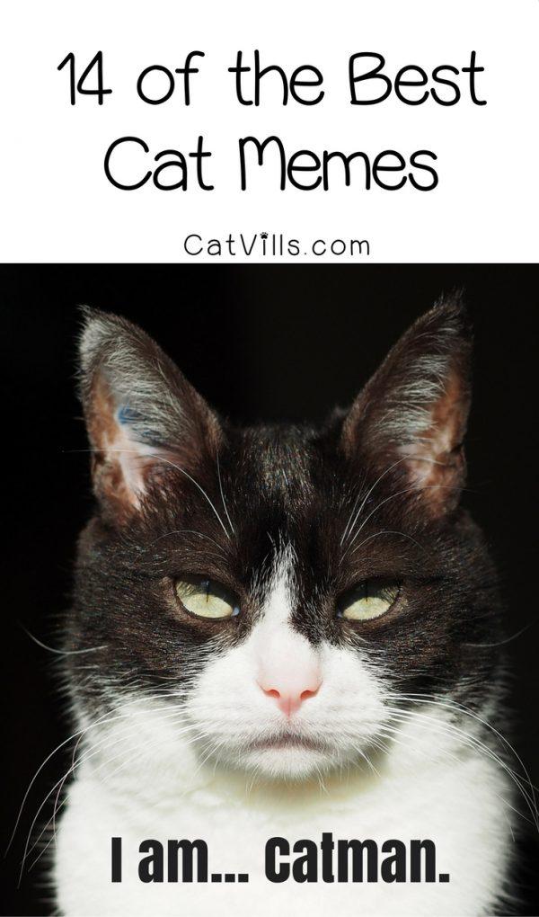 Catvills.com-14-of-the-Best-Cat-Memes-1-600x1020