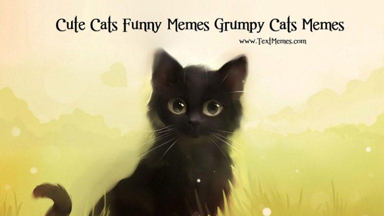 Cute-Funny-Cat-Memes-768x432