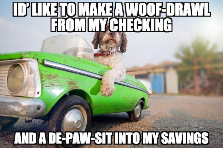 Car-Dog-Meme